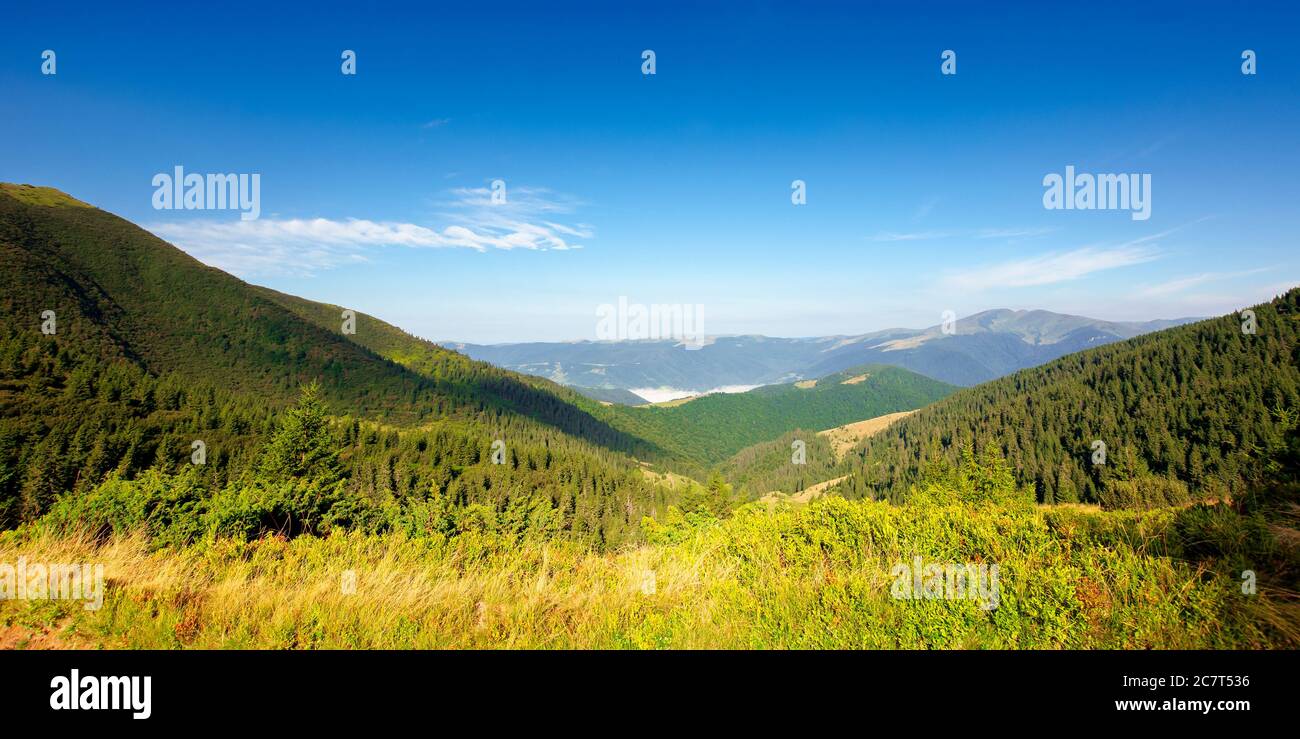 Tannenbäume auf der Bergwiese. Herrliche Morgenlandschaft im Sommer. Nebel im fernen Tal. Erkundung der karpaten Konzept. Blauer wolkenloser Himmel Stockfoto