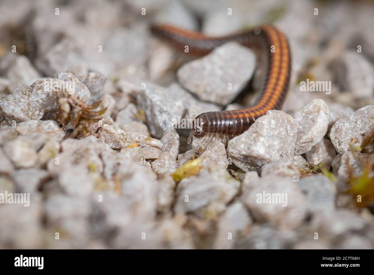 Die vielen Beine des Tausendfüßler (Ommatoiulus sabulosus) Kann in dieser Nahaufnahme gesehen werden Stockfoto