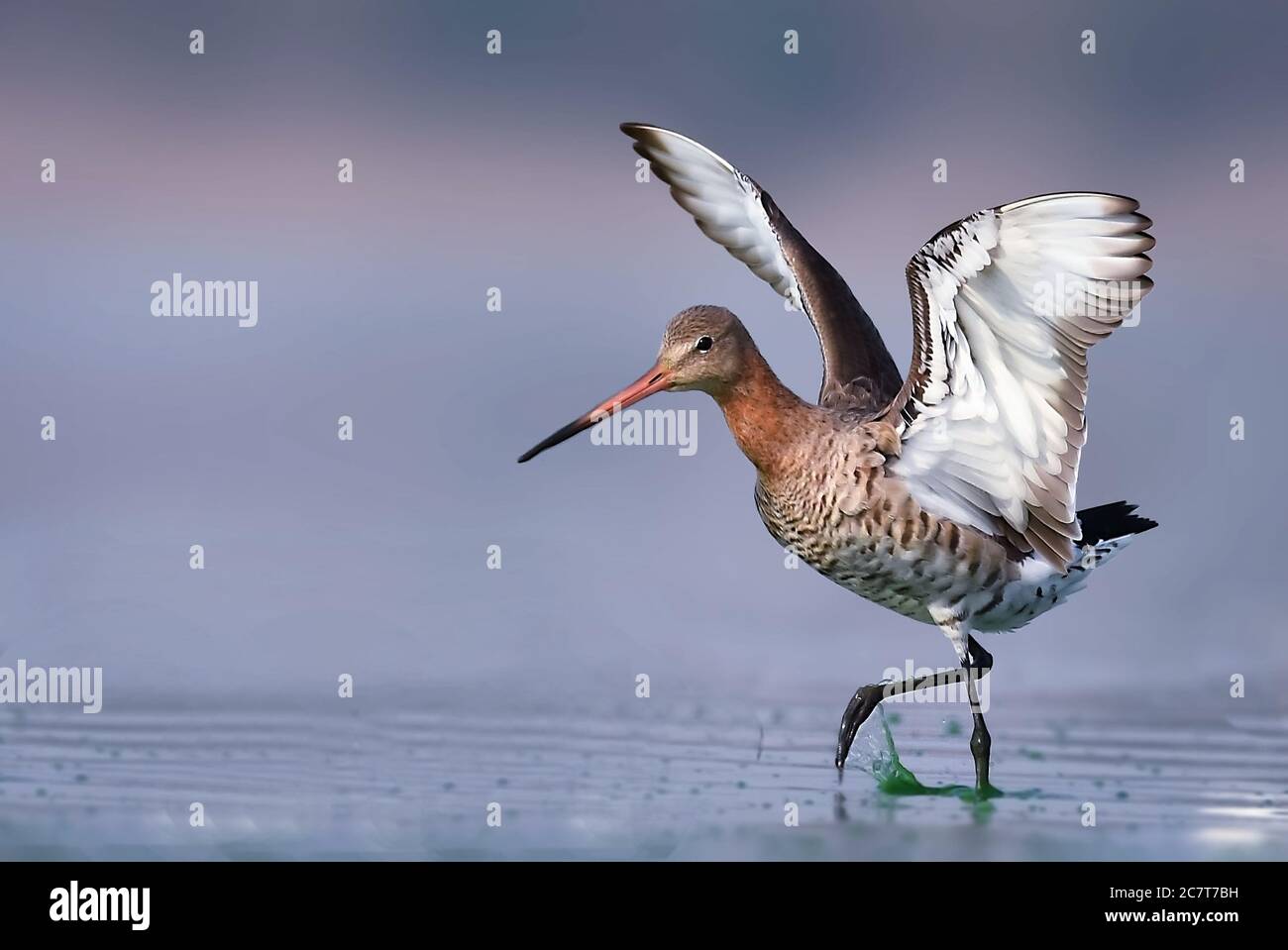 Mit seinem langen Schnabel, den weiß gestrichelt Flügeln und dem Namensschwanz ist der Schwarzschwanz-Godwit ein unverwechselbarer und eleganter Vogel. Stockfoto