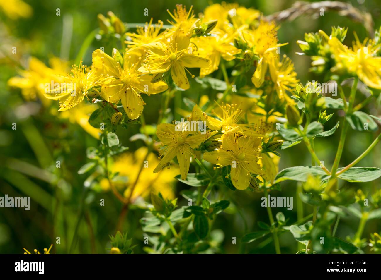 Hypericum perforatum Kräuterpflanze gelbe Blüten Makro, selektiver Fokus Stockfoto