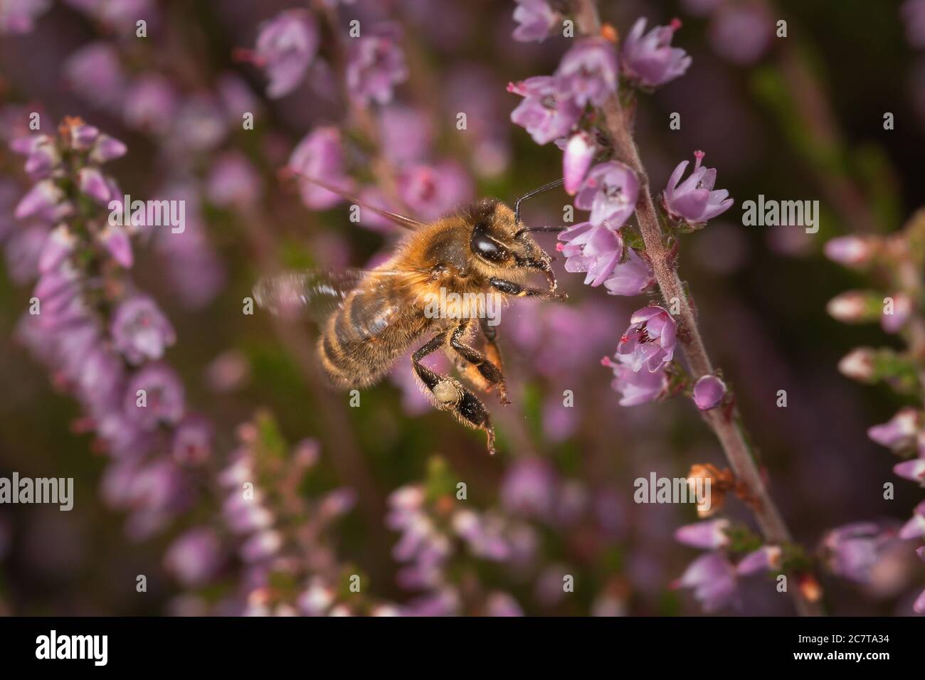 Heather Mining Bee (Andrena fuscipes) wird mit Pollen bedeckt, während sie die Heidekraut füttert, die als Bestäuber für die Suffolk-Heide in Cavenham fungiert Stockfoto