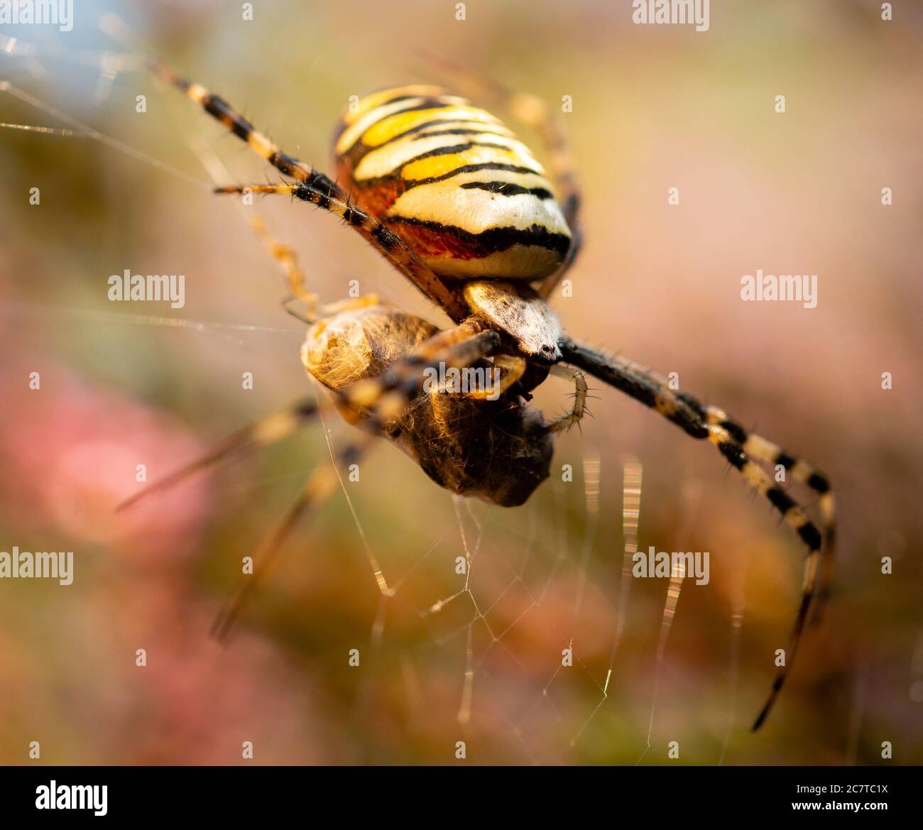 Wespenkinne (Argiope bruennichi), die die frisch gefangenen Beute in ihrem Netz auf einer Suffolk-Heide einwickelt Stockfoto