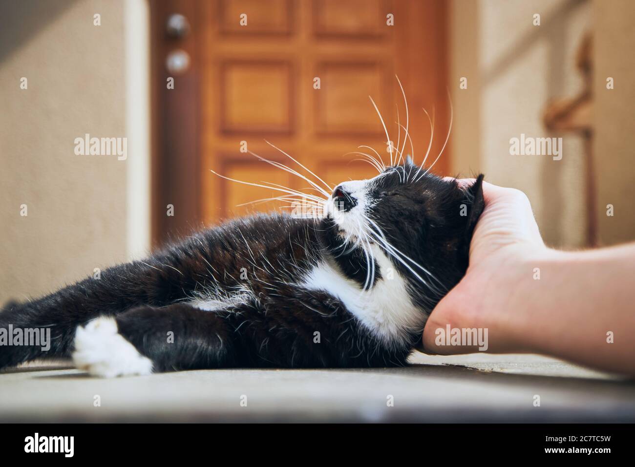 Häusliches Leben mit Haustier. Hand des Mannes streichelte Katze vor dem Haus. Stockfoto