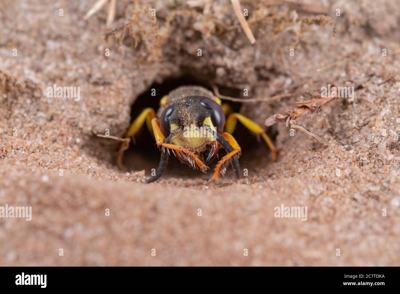 Der Bienenwolf (Philanthus triangulum) reinigt den Sand von seinem Gesicht, nachdem er für seine Jungen im Suffolk-Sand eine Baugrube graben hat Stockfoto