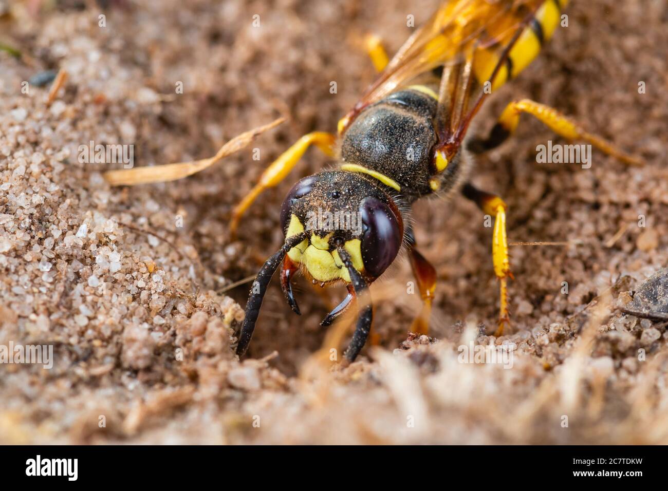 Bienenwolf (Philanthus triangulum) gräbt einen Bau für seine Jungen im weichen sandigen Boden der Suffolk-Küste Stockfoto