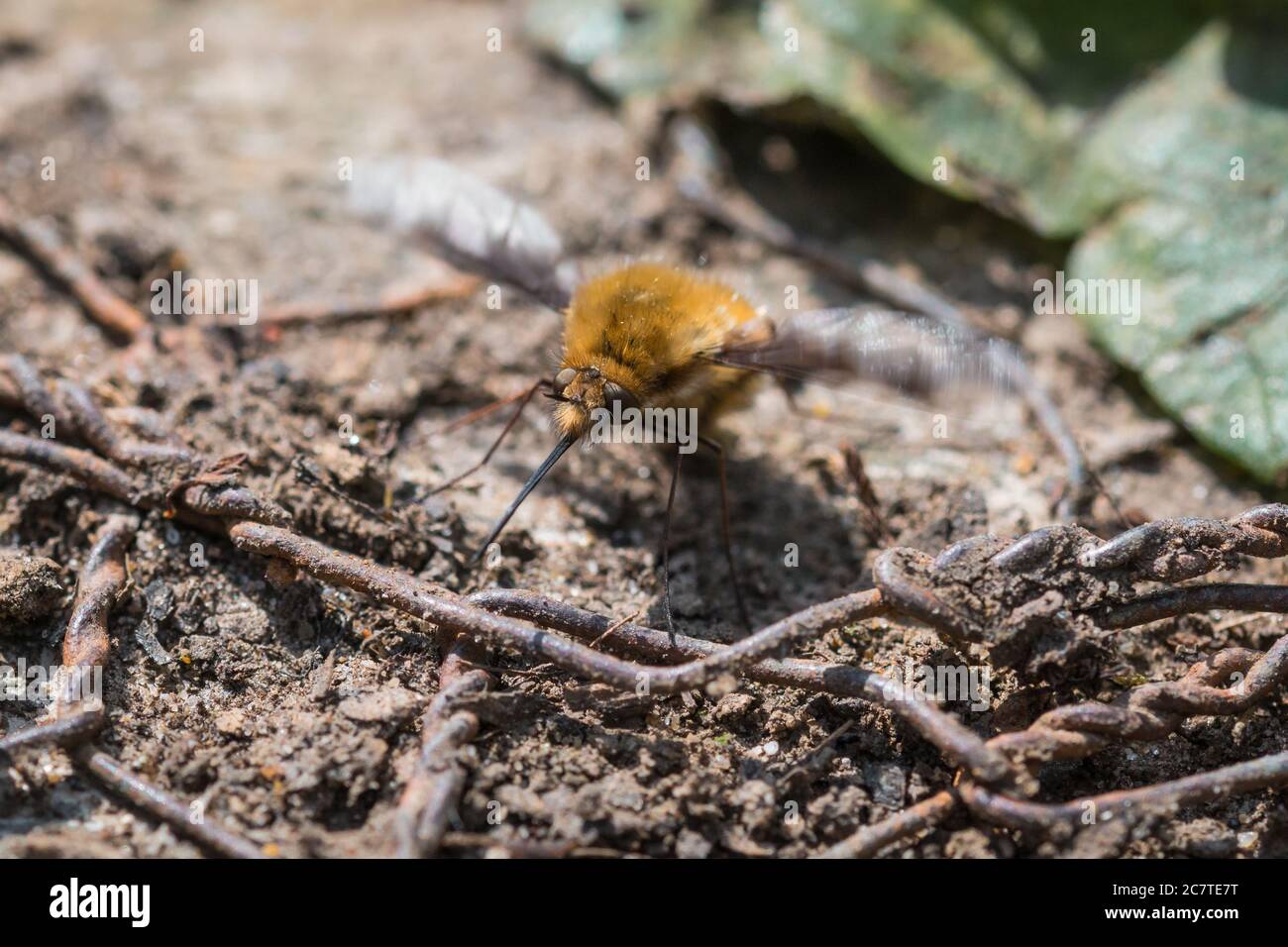 Bienenfliege (Bombylius major) legt Eier auf einem Weg durch die Cambridgeshire Wälder Stockfoto