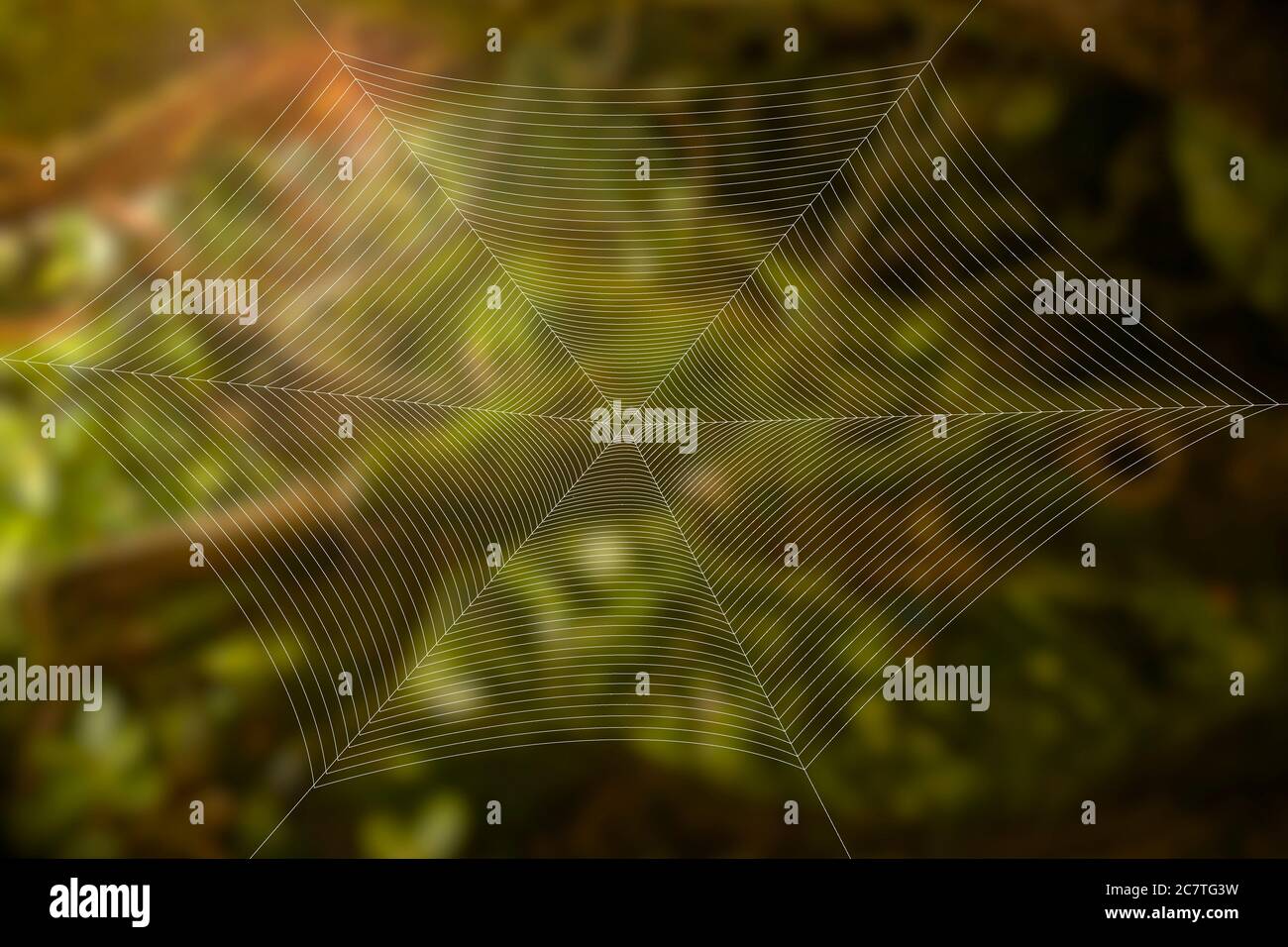 Ein seidiges Spinnennetz vor einem verschwommenen Regenwald Blick. Schönes Naturkonzept. Hochwertige Fotos Stockfoto