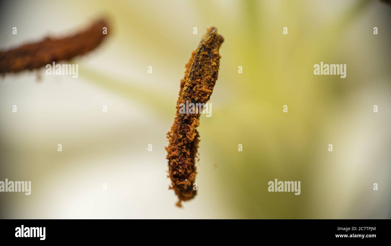 Staubenthermanther einer weißen Lilie Stockfoto