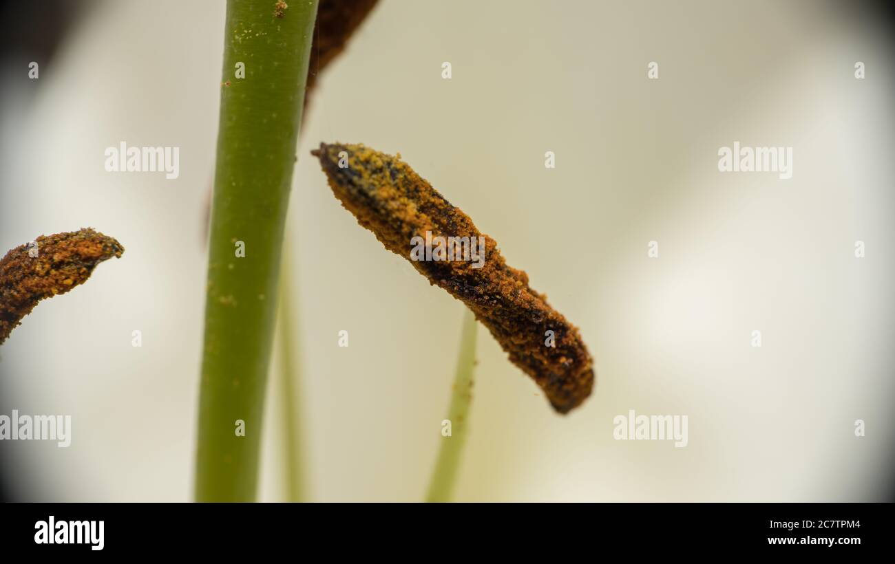 Staubenthermanther einer weißen Lilie Stockfoto