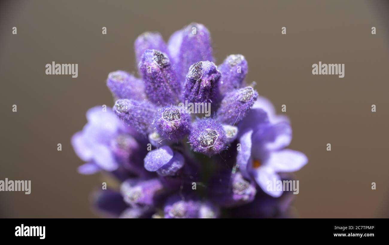 Alte englische Lavendelknospen beginnen zu blühen Stockfoto