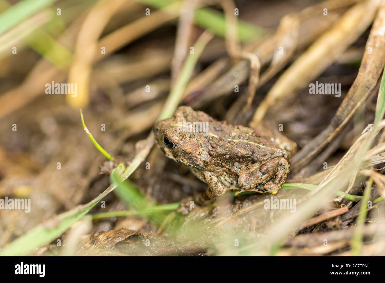 Kleine warzig grüne Kröte versteckt in einem grasbewachsenen Feuchtgebiet Stockfoto