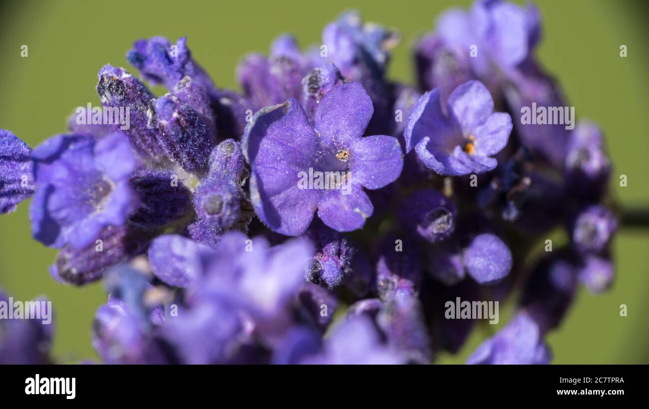 Alte englische Lavendelknospen beginnen zu blühen Stockfoto