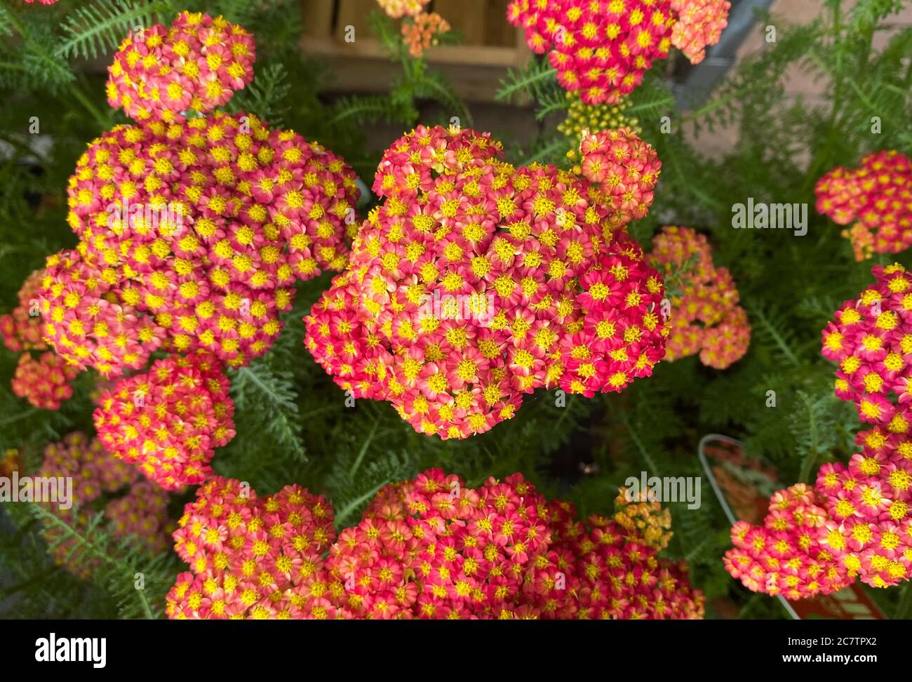 Draufsicht Nahaufnahme von isolierten schönen rot-gelben Blüten (achillea millefolium filipendulina) mit grünen Blättern Stockfoto