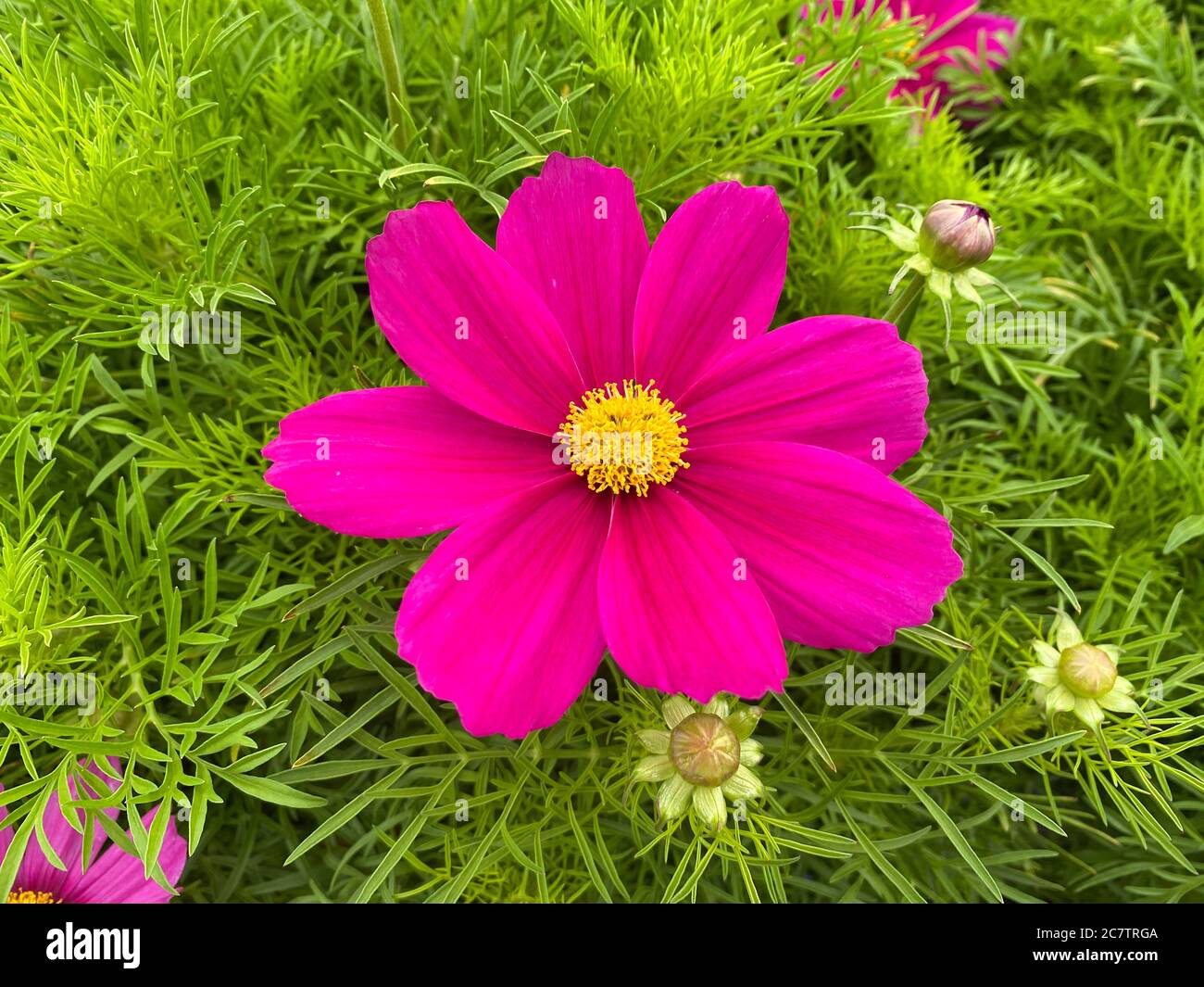 Draufsicht auf einzelne rosa gelbe Kosmos Blumen mit grünen Blättern Stockfoto