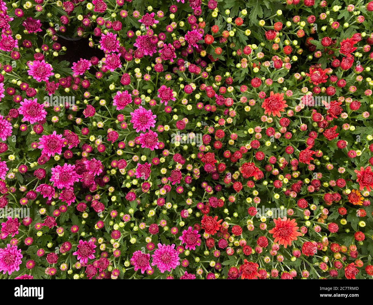 Draufsicht auf vereinzelte rote und violette unzählige Chrysantemumblüten mit grünen Blättern Stockfoto