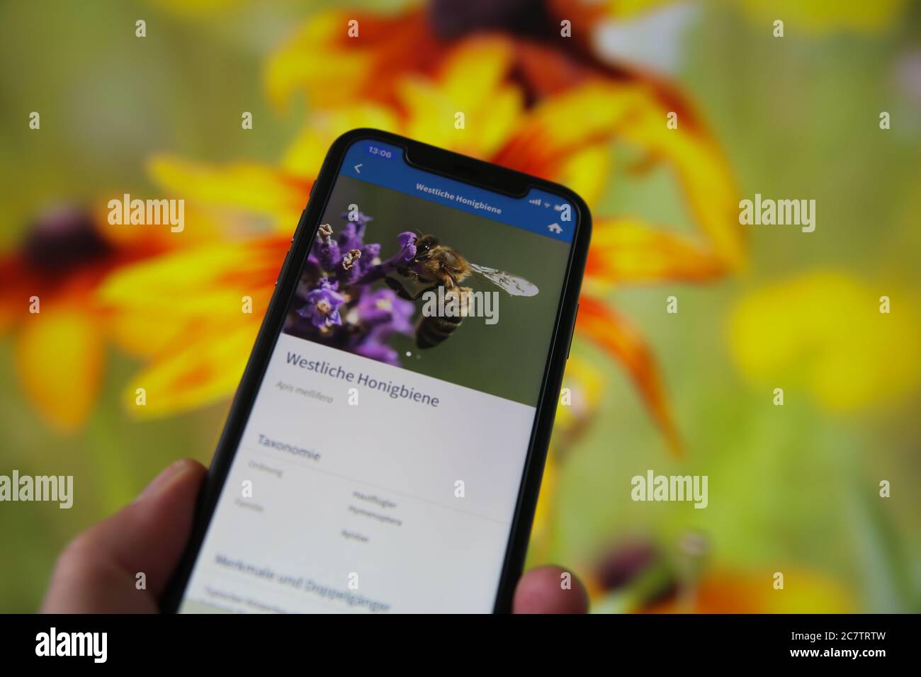 Viersen, Deutschland - 9. Juli. 2020: Blick auf das Handtelefon mit der App zum Zählen und Identifizieren von Insekten des deutschen naturschutzbundes. Verschwommen Stockfoto