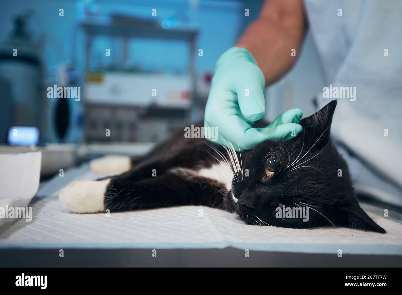 Hand des Tierarztes streichelte kranke Katze im Tierkrankenhaus. Stockfoto