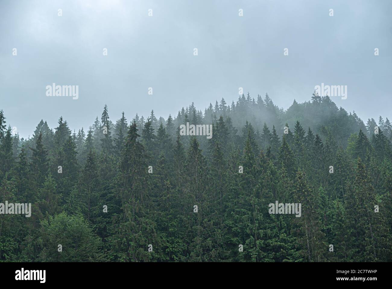 Karpaten. Fichte Wildwald. Ein dichter Tannenwald bei bewölktem Wetter in den Bergen. Stockfoto