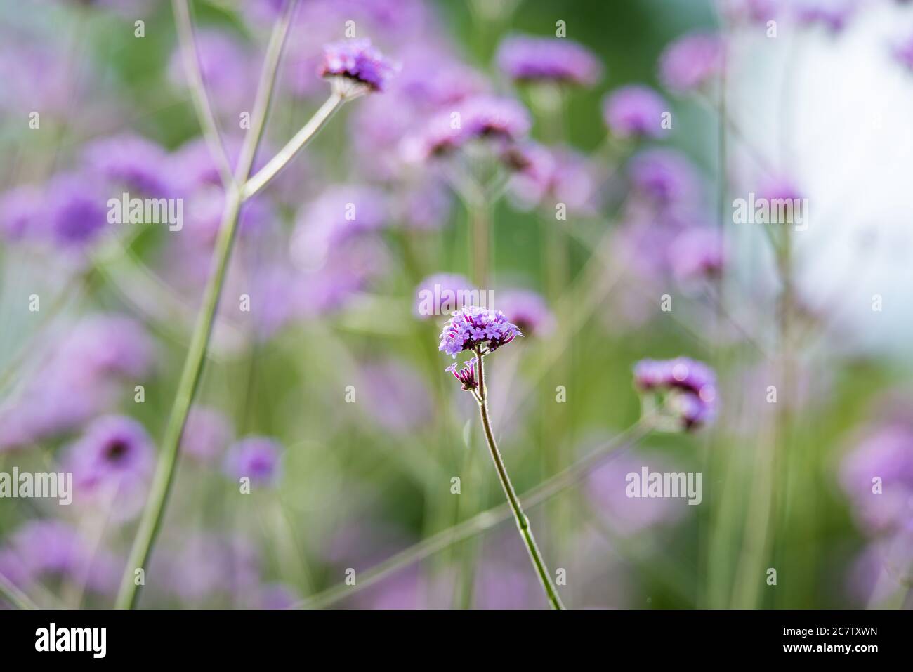 Verbena brasiliensis Blütenstand Nahaufnahme mit selektivem Fokus Stockfoto