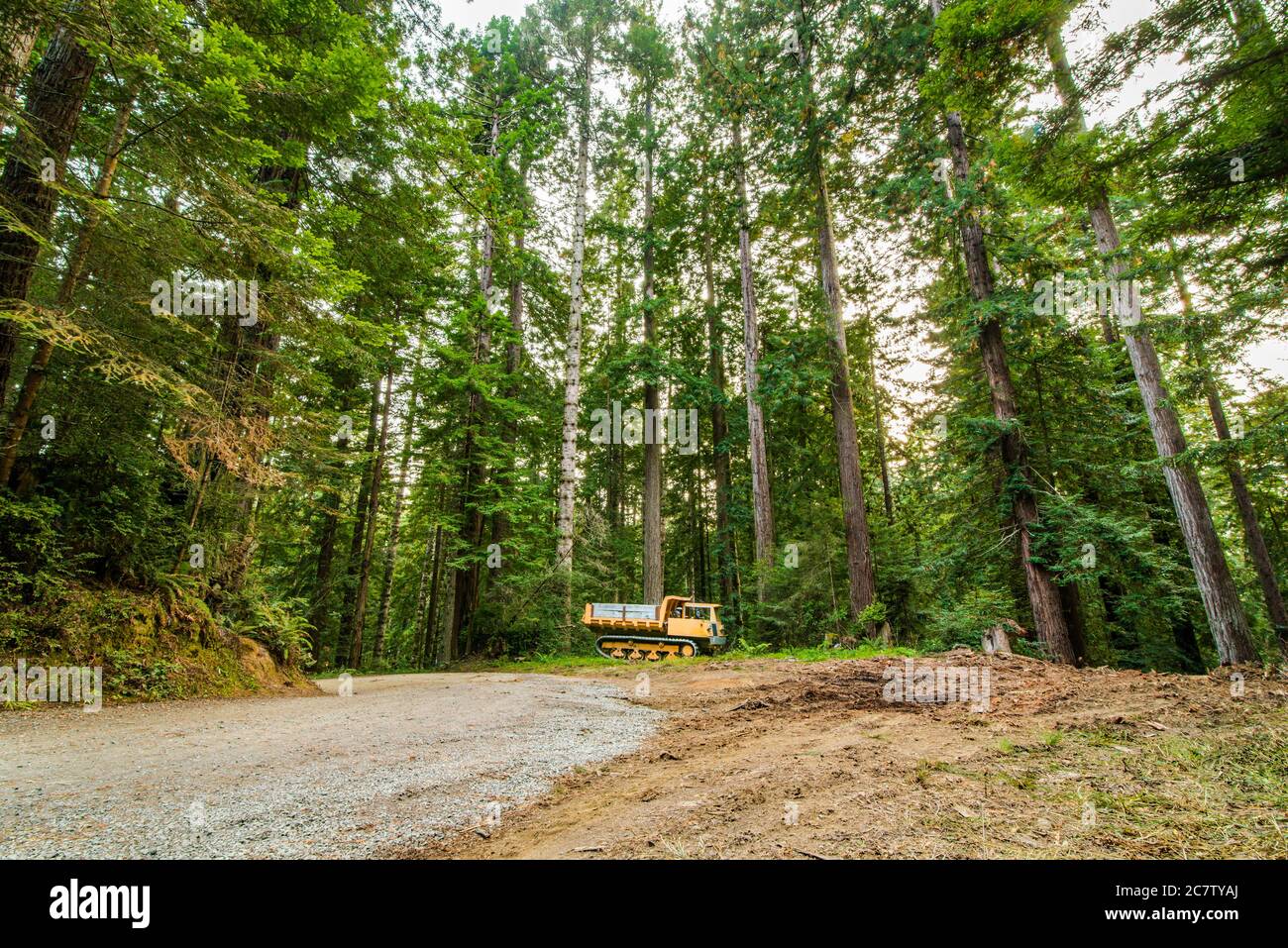 Holzfällerstraße im Redwood Forest, Humboldt County, Nordkalifornien Stockfoto