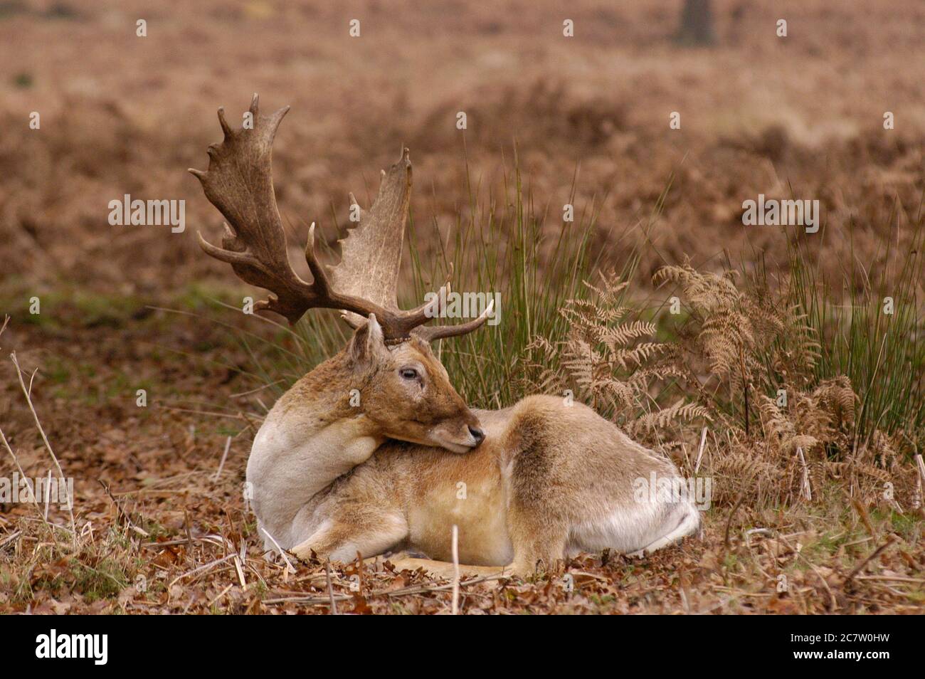 Deer Richmond Park Surrey Großbritannien Stockfoto