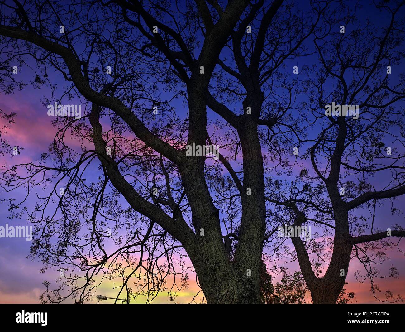 Ein schöner Baum im Herbst vor dem Hintergrund des bunten dunklen Himmels. Stockfoto