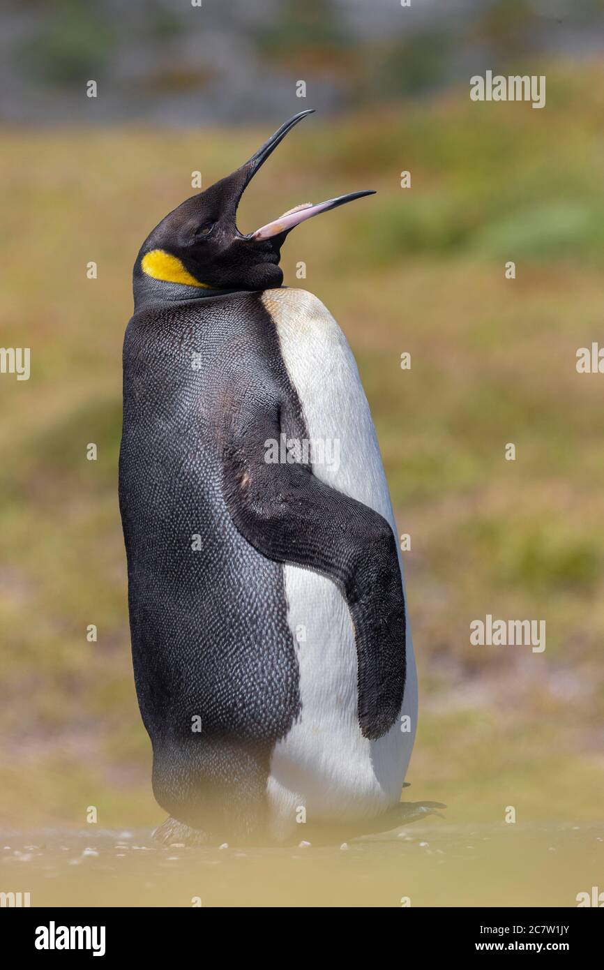 Königspinguin (Aptenodytes patagonicus), Seitenansicht eines Erwachsenen, der auf dem Boden steht, Westkap, Südafrika Stockfoto