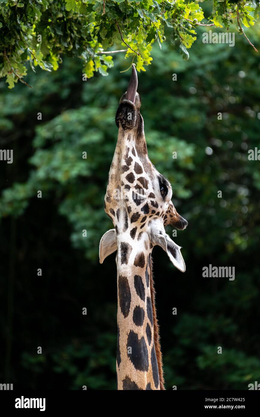 Rothschilds oder Baringo Giraffe (Giraffa camelopardalis rothschildi) Stockfoto