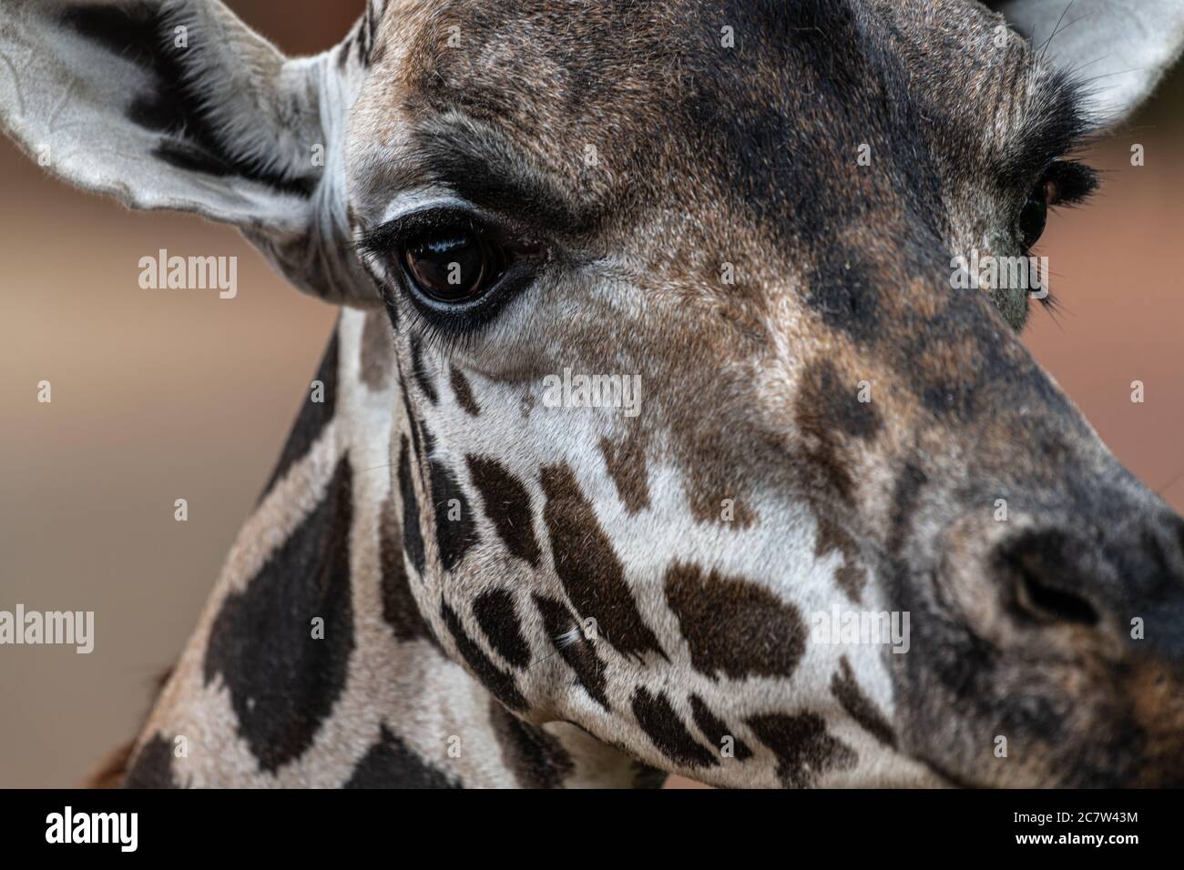 Rothschilds oder Baringo Giraffe (Giraffa camelopardalis rothschildi) Stockfoto