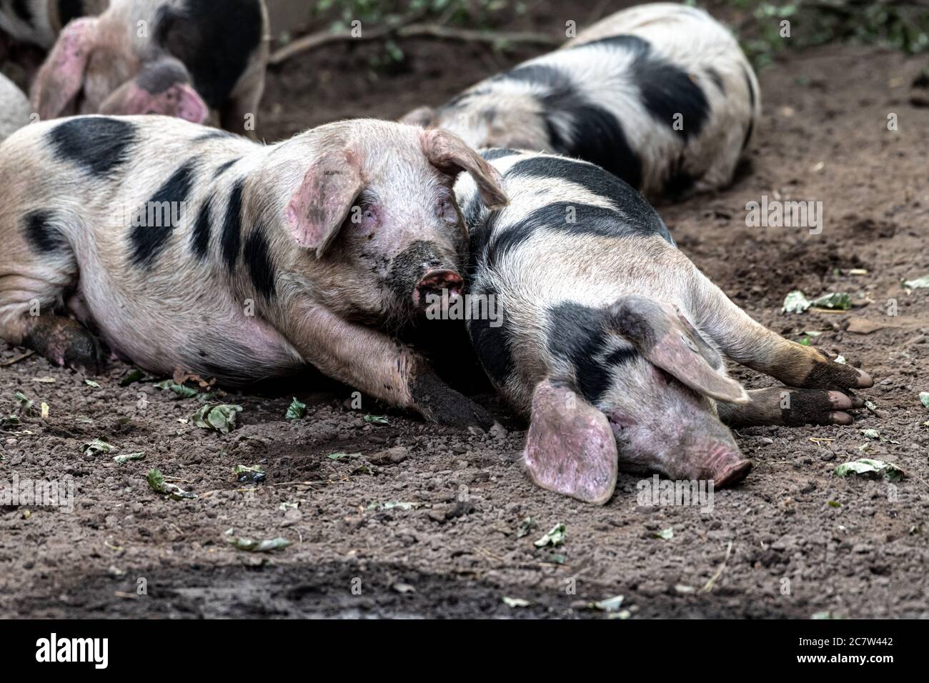 Bentheim Schwarzes Schwein (Sus scrofa domesticus) Stockfoto