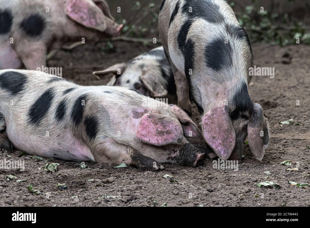 Bentheim Schwarzes Schwein (Sus scrofa domesticus) Stockfoto