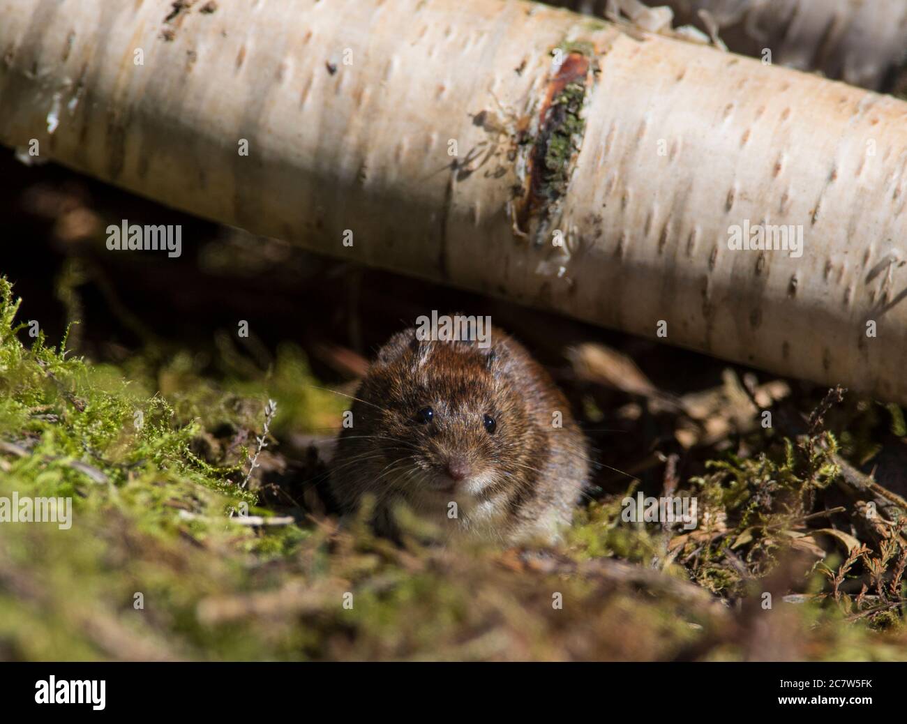Bankvole (Clethrionomys glareolus) in einem Silberbirkenwald im Vereinigten Königreich. Stockfoto
