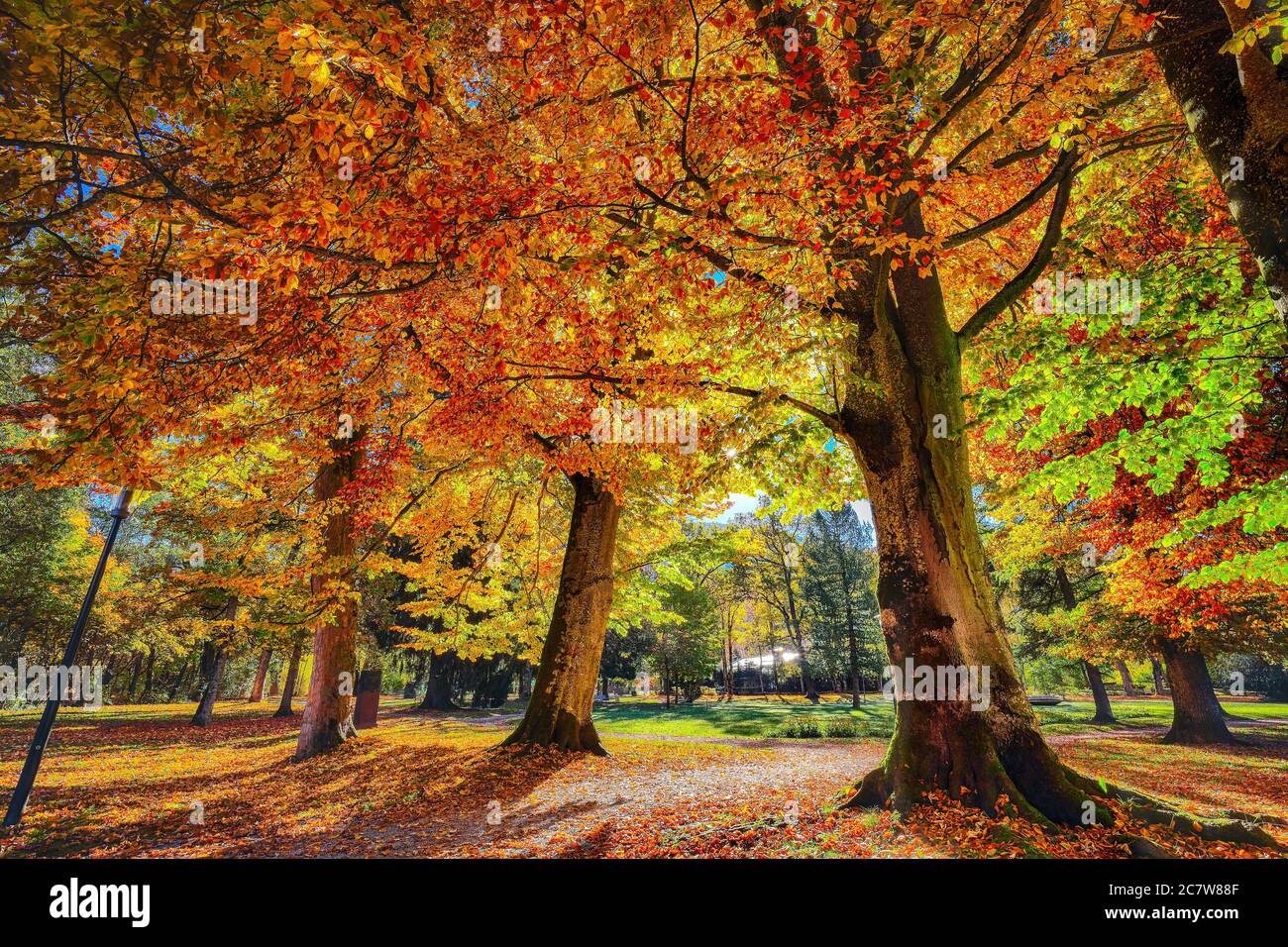 Spektakuläre Herbstansicht von Bäumen im Stadtpark von Sell am See. Fantastischer sonniger Tag. Ort: Zell am See, Salzburger Land, Österreich, Europa Stockfoto