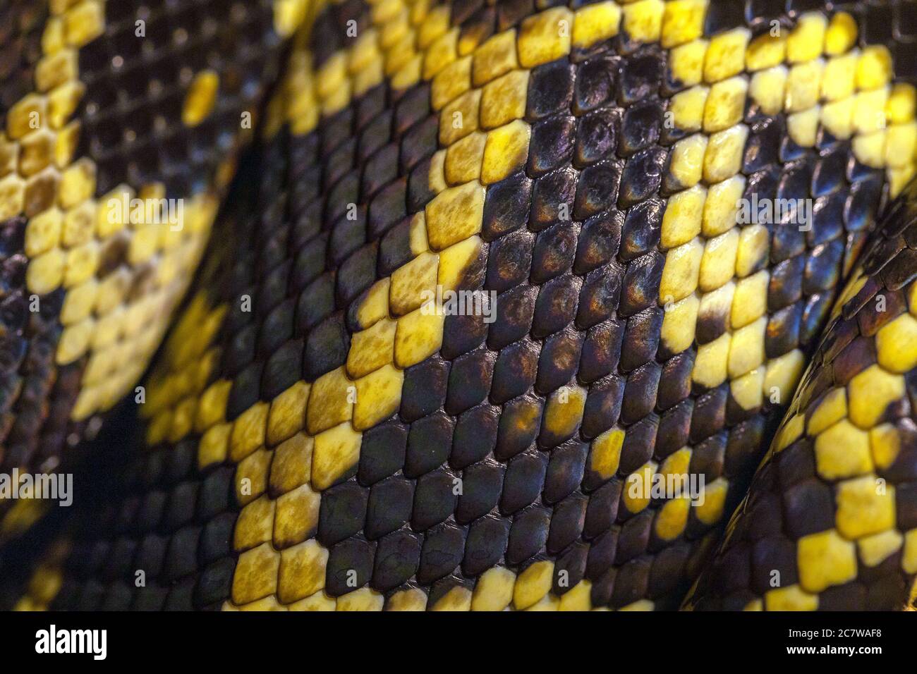 Python Haut und Skalen. Makro. Schwarze und gelbe Schlangenhaut Textur, Hintergrund, Muster Stockfoto