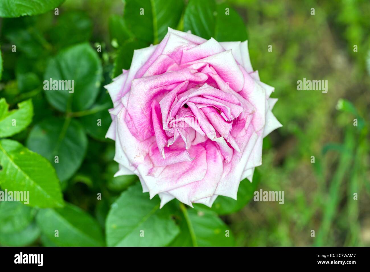 Rosa Rosenblüte auf verschwommenem Hintergrund. Blumentapete, Poster, Hintergrund. Makro, Nahaufnahme Stockfoto