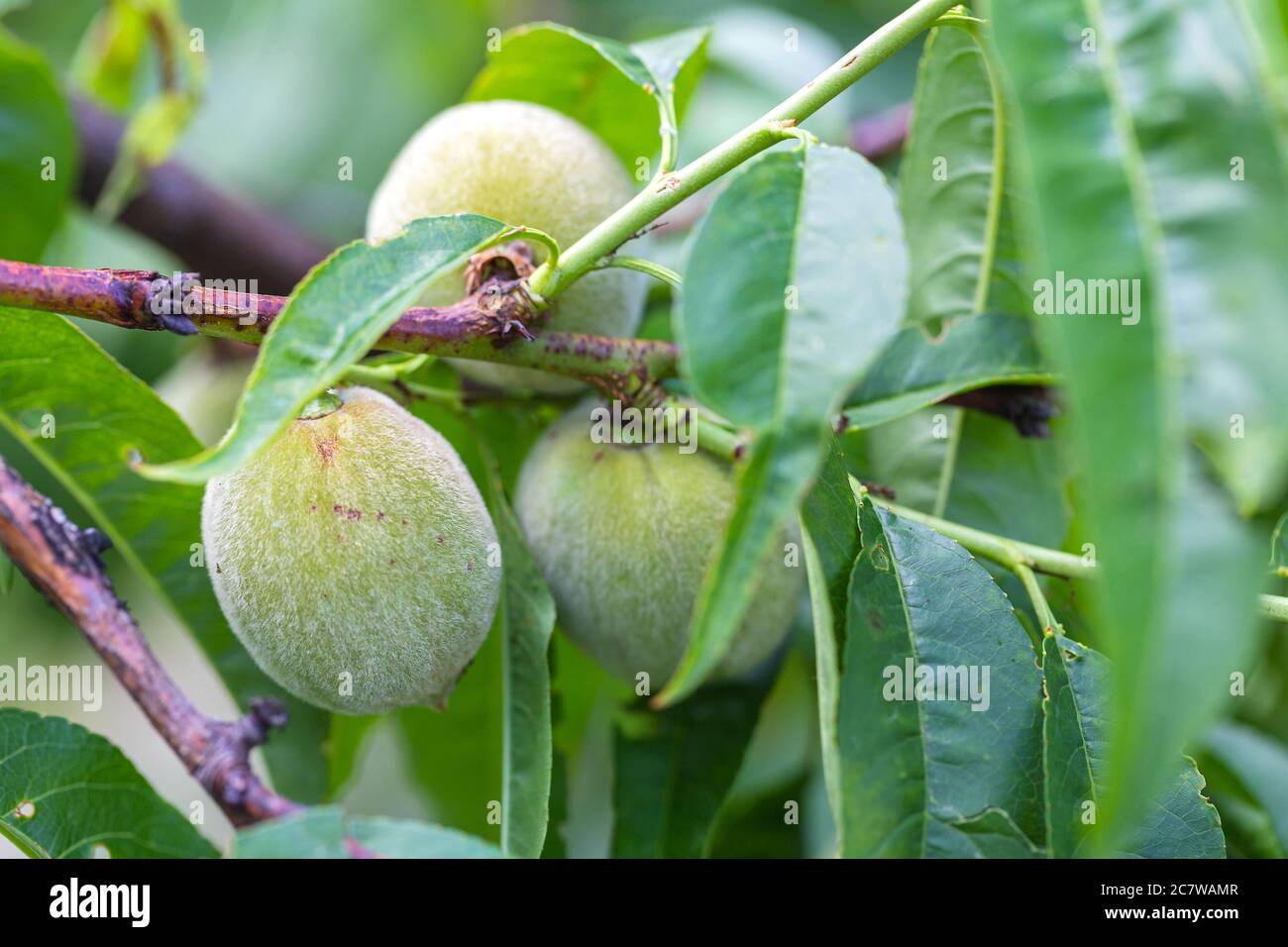 Makro von unreifen grünen Pfirsichen wächst auf dem Pfirsichbaum im Sommer. Nahaufnahme. Tapete, Poster, Hintergrund Stockfoto