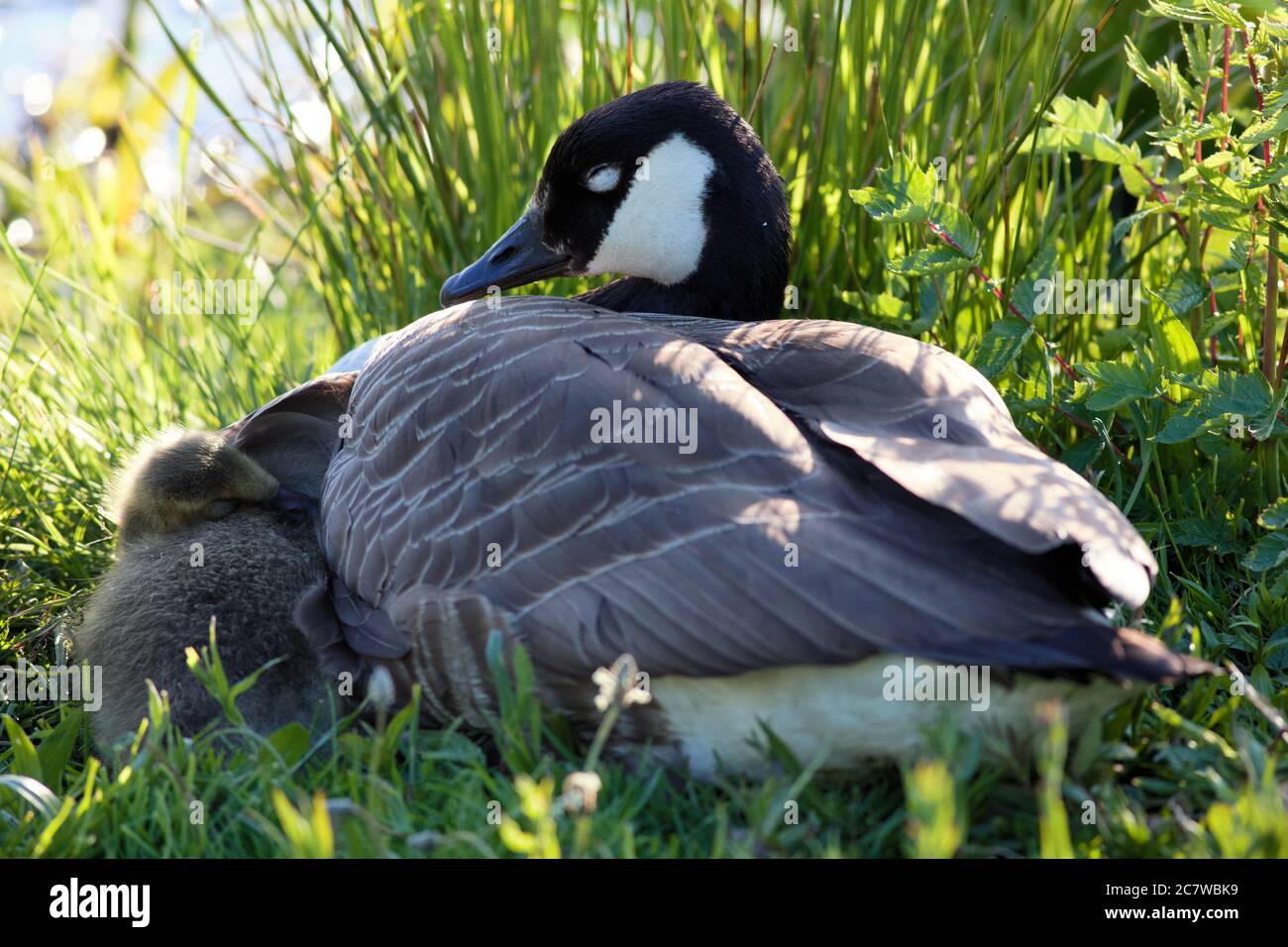 Mutter kanada Gans und ein Gänse schlafen tagsüber in Frescati, Stockholm, Schweden Stockfoto