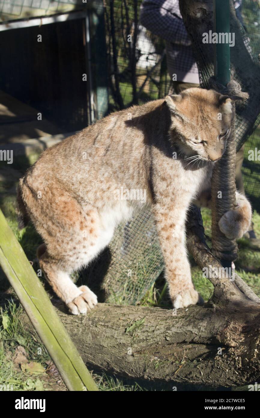 Vertikale Aufnahme eines Florida Panthers neben einer Stange Stockfoto