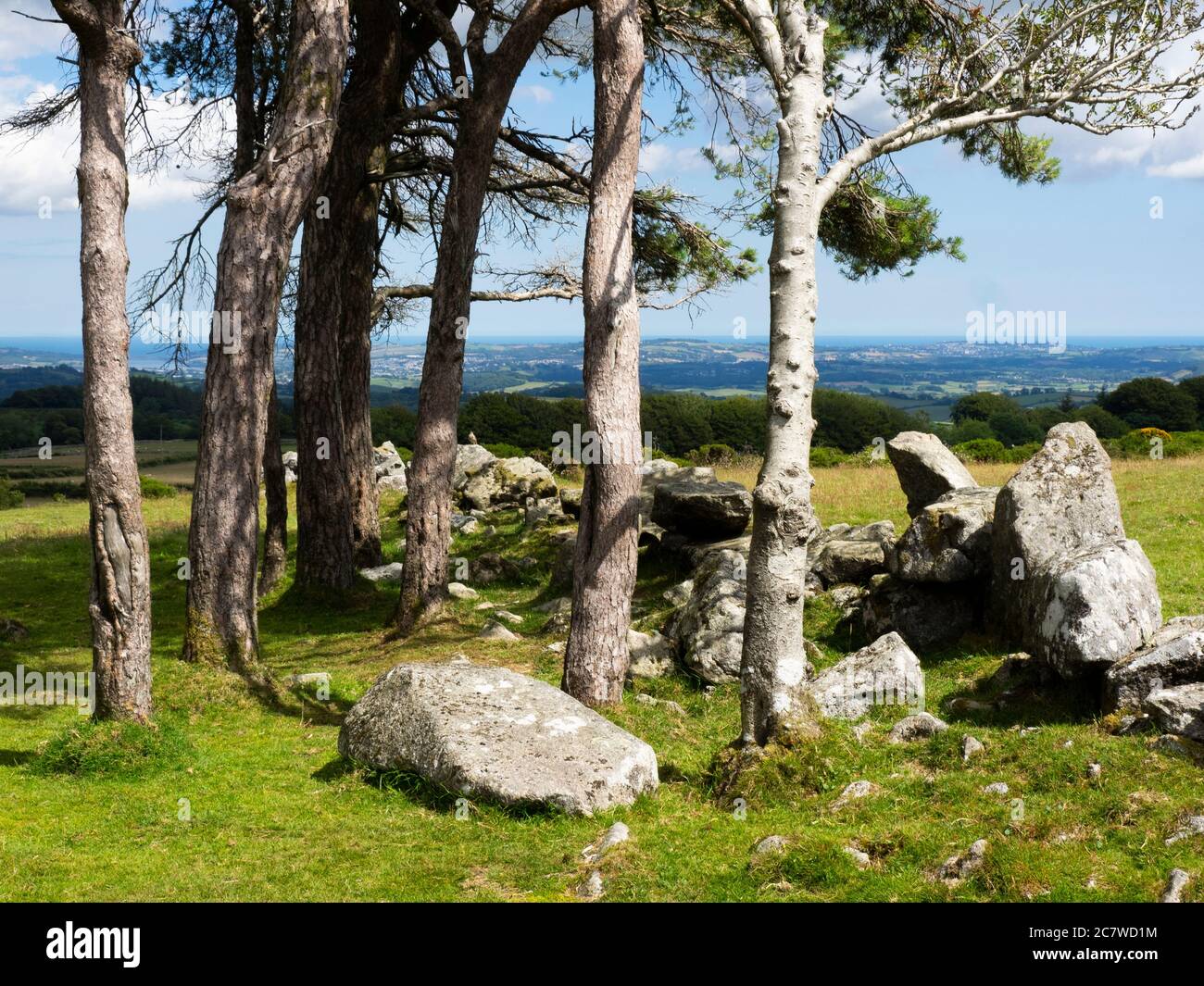 Ein kleiner Baumhaufen auf Buckland Common, Dartmoor mit Blick auf Torquay, Dartmoor, Devon, UK Stockfoto