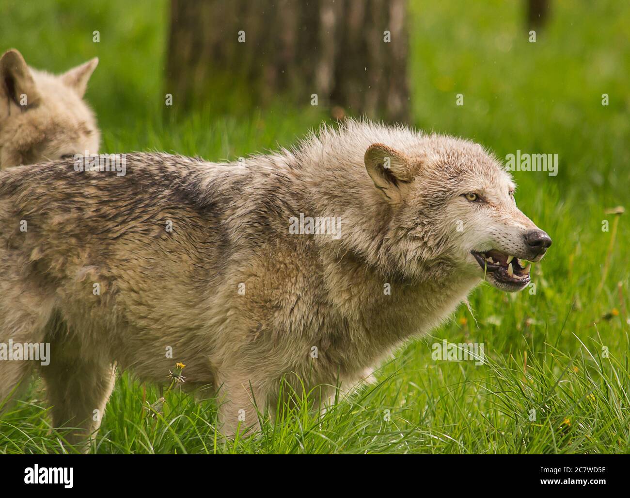 Holz oder graue Wölfe im grünen Gras. Stockfoto