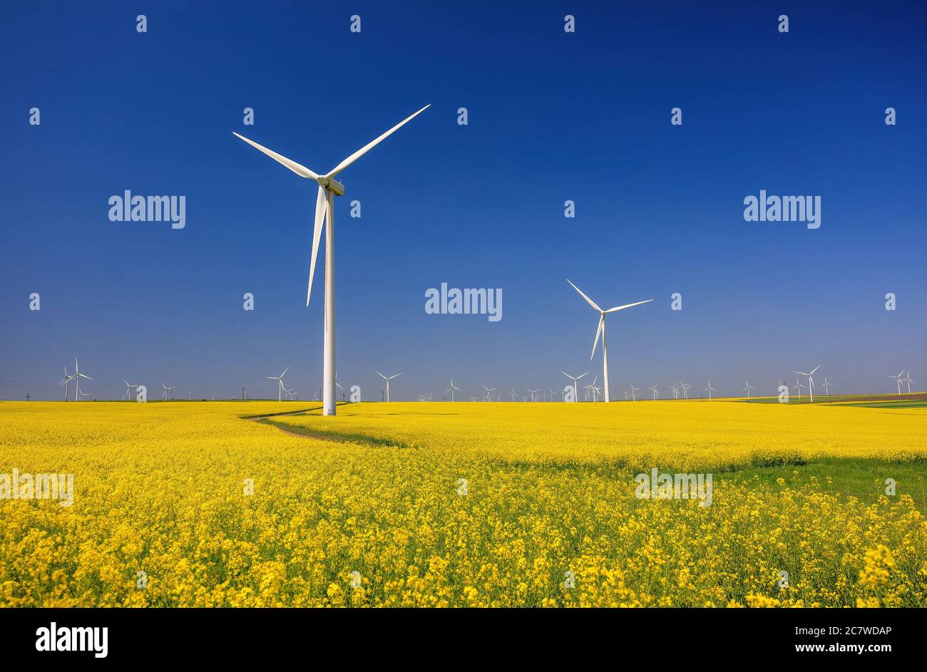Windpark und schöne Rapsblüte in Blüte mit einem klaren blauen Himmel. Viele Windturbinen in einem Feld blühenden Raps. Windmühle in Dogrogea Stockfoto