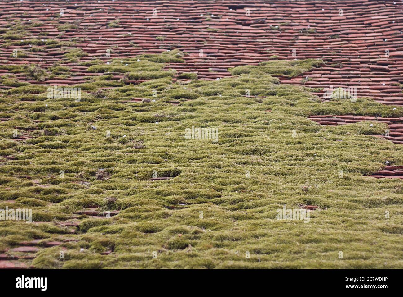Altes Dach mit getrocknetem Moos bedeckt und bietet Hintergrund mit Kopierraum Stockfoto