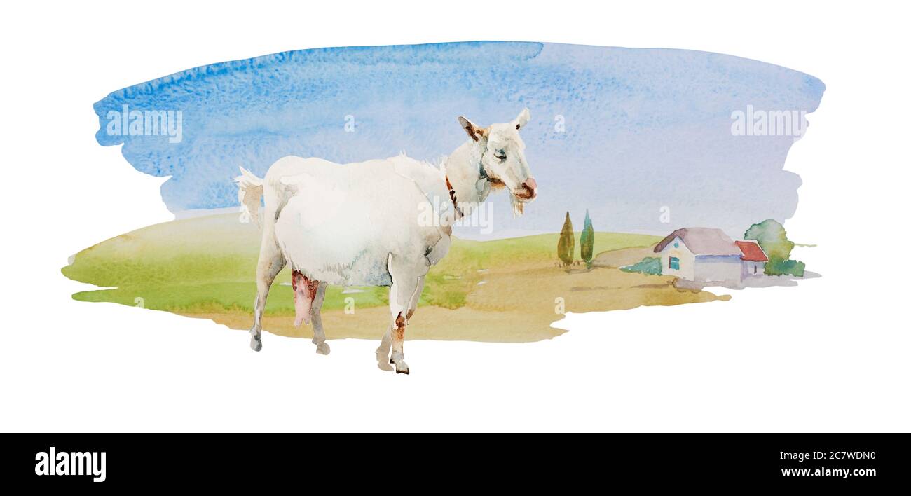 Weiße Ziege auf einfacher Aquarelllandschaft mit Wiesen und einsamem Haus mit einigen Bäumen. Horisontale ländliche Illustration isoliert auf weiß Stockfoto