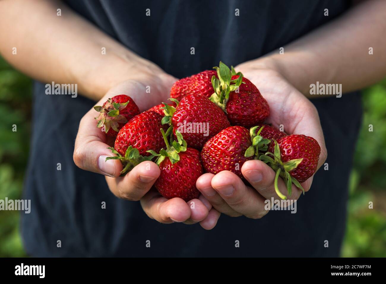 Frische Bio-Erdbeeren in den Händen der Frauen. Landwirtschaft oder Erntekonzept. Gesunde vegane Lebensmittel. Nahaufnahme Stockfoto