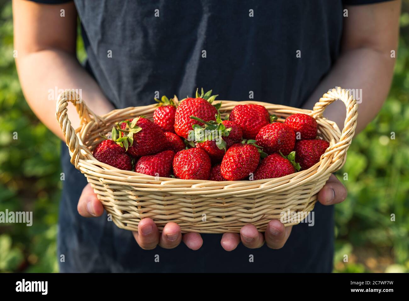 Bio-Beeren. Frische Bio-Erdbeeren in einem Weidenkorb in Bauernhand. Landwirtschaft oder Erntekonzept. Nahaufnahme Stockfoto