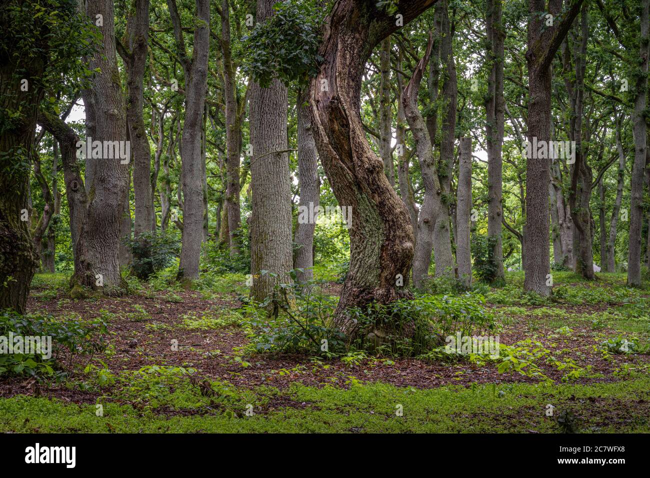 Eine schöne Aussicht auf eine alte Eiche Wald. Bild von Scania in Südschweden. Stockfoto