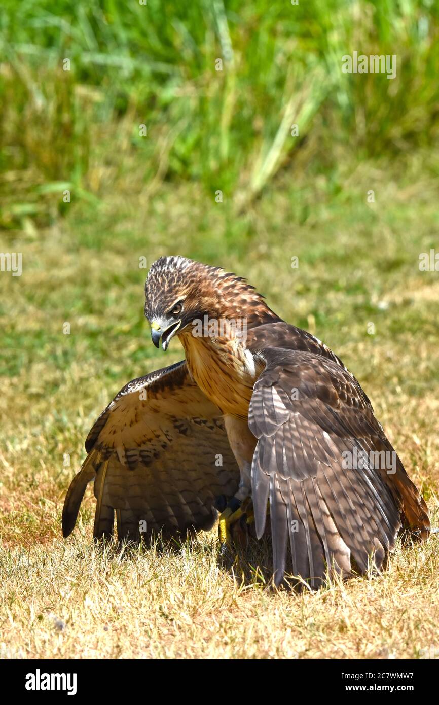 Harris's Hawk oder Harris Hawk (Parabuteo unicinctus) Stockfoto