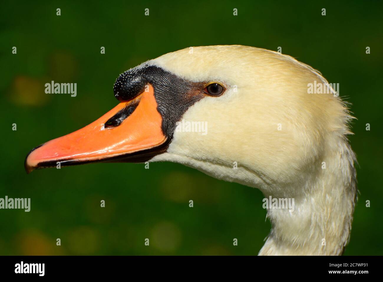 Swan-Porträt Stockfoto