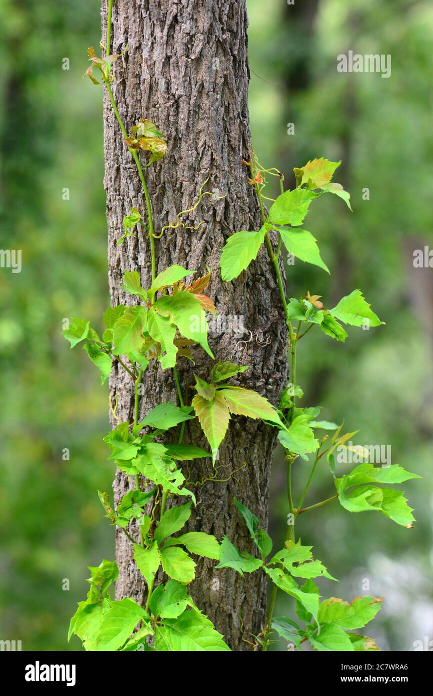 Kletterpflanze auf einem Baumstamm Stockfoto