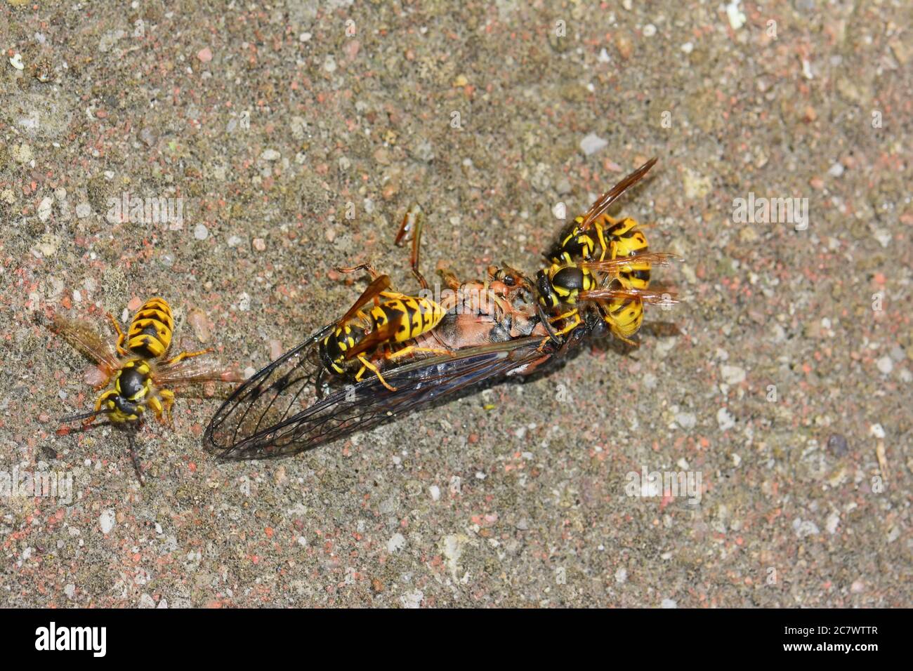 Gelbe Wespen auf toten Zikaden füttern Stockfoto